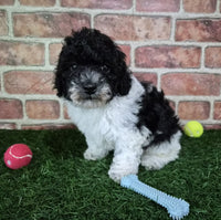 Mini Poodle