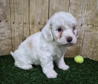 Mini Poodle