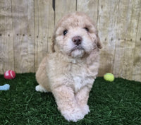  Mini Poodle