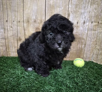 Mini Poodle