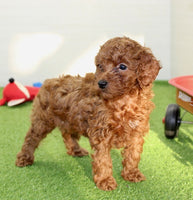 Mini Poodle