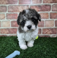 Mini Poodle