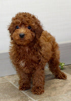 Mini Poodle