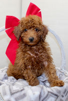 Mini Poodle