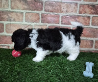 Mini Poodle