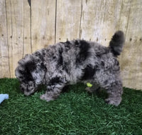 Mini Poodle