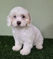 Mini Poodle