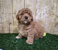 Mini Poodle
