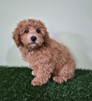 Mini Poodle