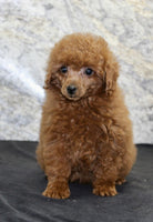 Mini Poodle