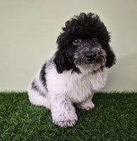 Mini Poodle
