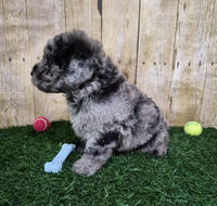 Mini Poodle