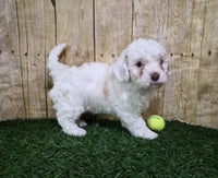 Mini Poodle