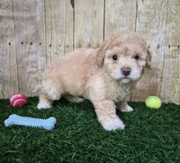  Mini Poodle