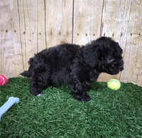 Mini Poodle