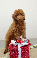 Mini Poodle