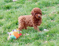 Mini Poodle