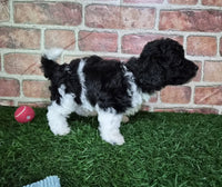 Mini Poodle