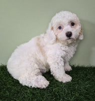 Mini Poodle