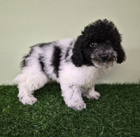 Mini Poodle