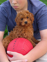 Mini Poodle