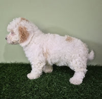 Mini Poodle