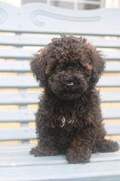 Mini Poodle