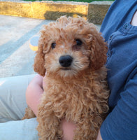 Mini Poodle