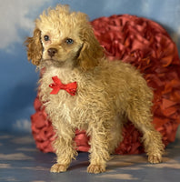 Mini Poodle