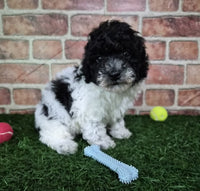Mini Poodle