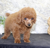 Mini Poodle