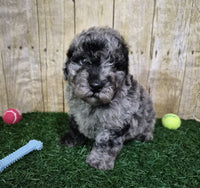 Mini Poodle