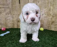 Mini Poodle