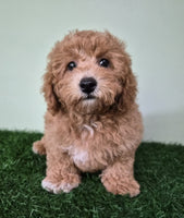 Mini Poodle