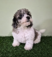 Mini Poodle