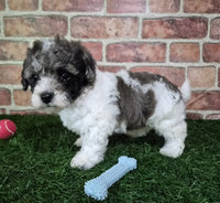Mini Poodle