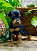Miniature Pinscher