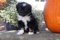 Mini Australian Shepherd