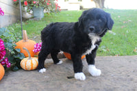 Mini Aussiepoo