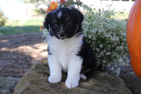 Mini Australian Shepherd