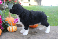 Mini Aussiepoo