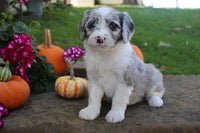 Mini Aussiepoo