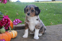 Mini Aussiepoo