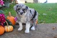 Mini Aussiepoo