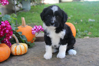 Mini Aussiepoo