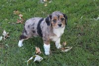 Mini Aussiepoo