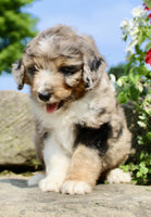 Mini Aussiepoo