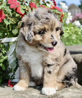 Mini Aussiepoo