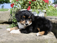  Mini Aussiepoo