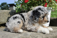 Mini Aussiepoo